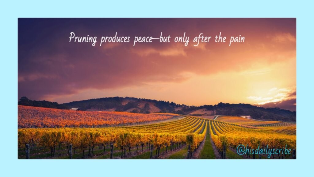 When God Prunes: Trusting His Loving Hands 3 Golden vineyard at sunset – representing the peace that follows when God prunes